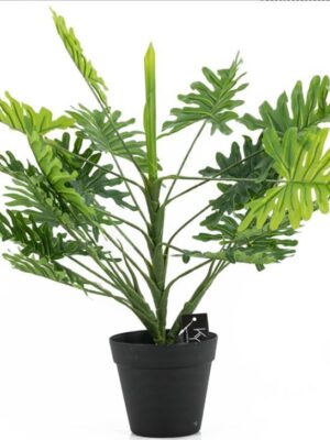 Philodendron in pot | Groen