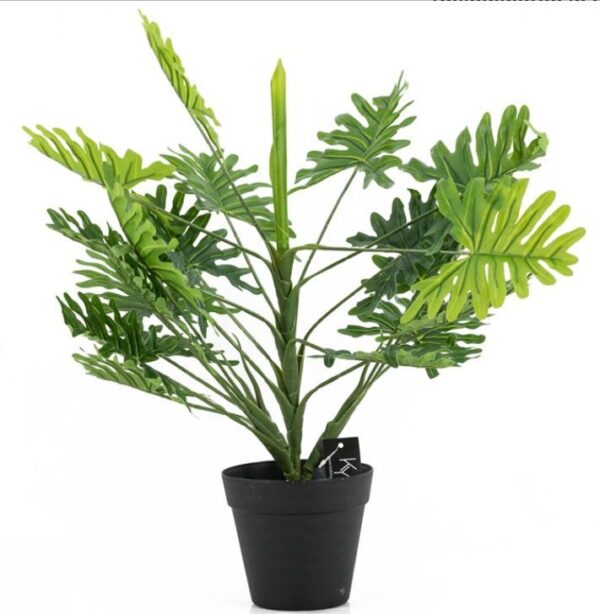 Philodendron in pot | Groen