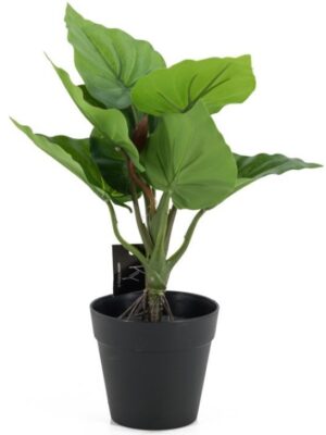 Philodendron in pot | Groen