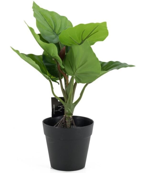 Philodendron in pot | Groen