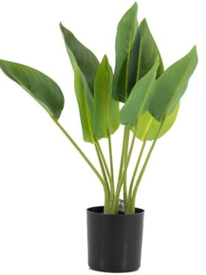 Monstera in pot | Groen